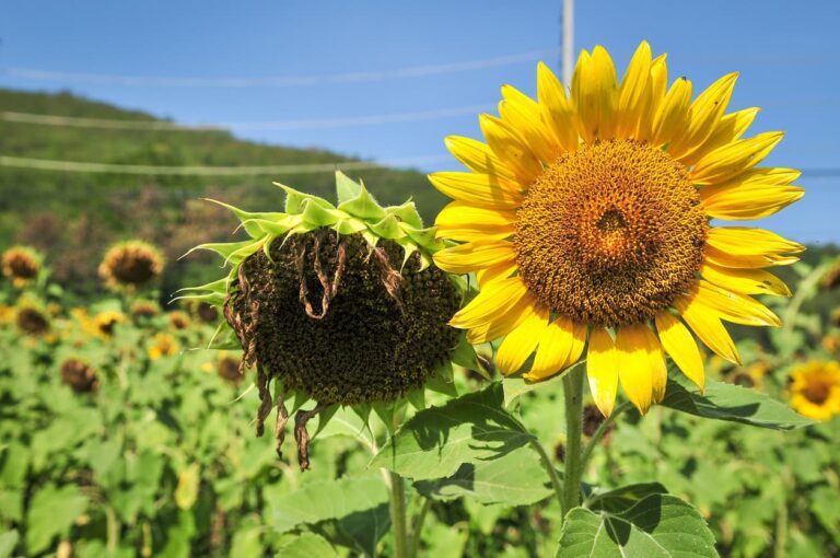 To solsikker, en død og en levende.