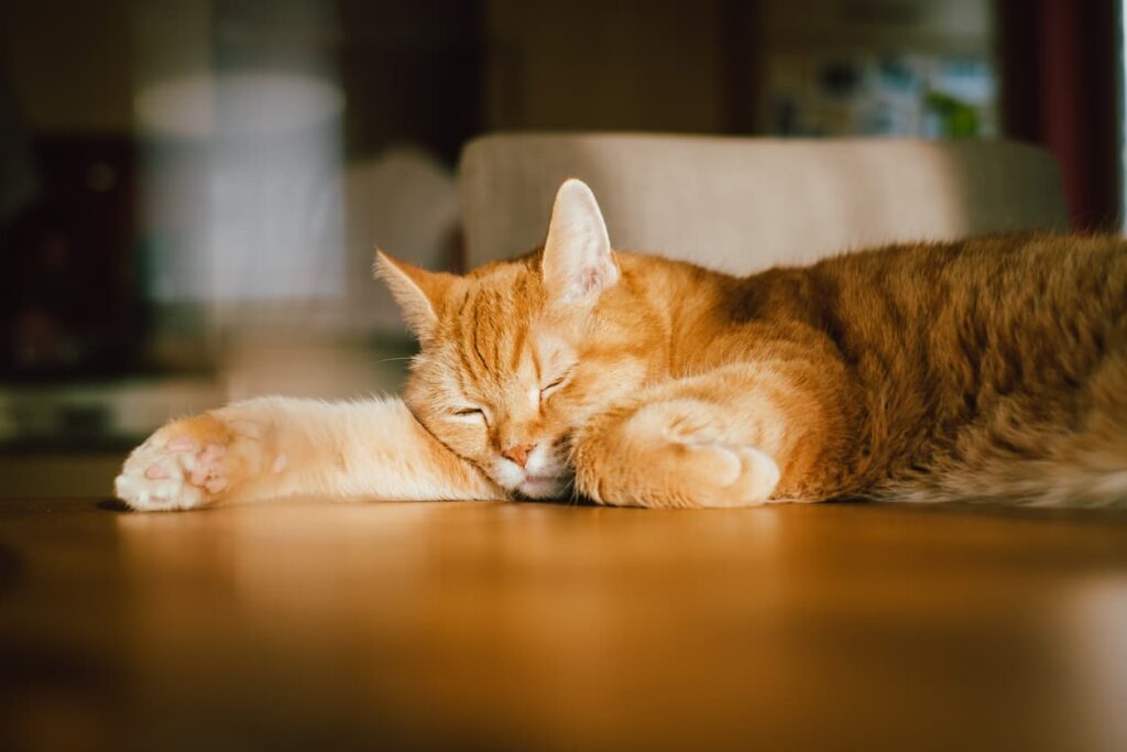 Orange kat der ligger og sover.