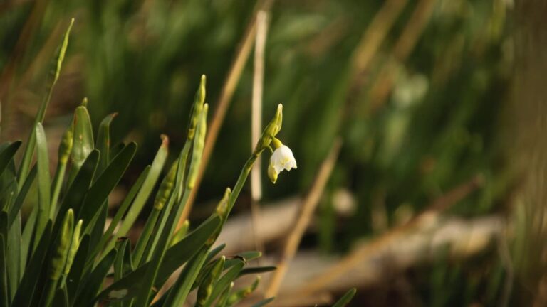 En lille hvid blomst.