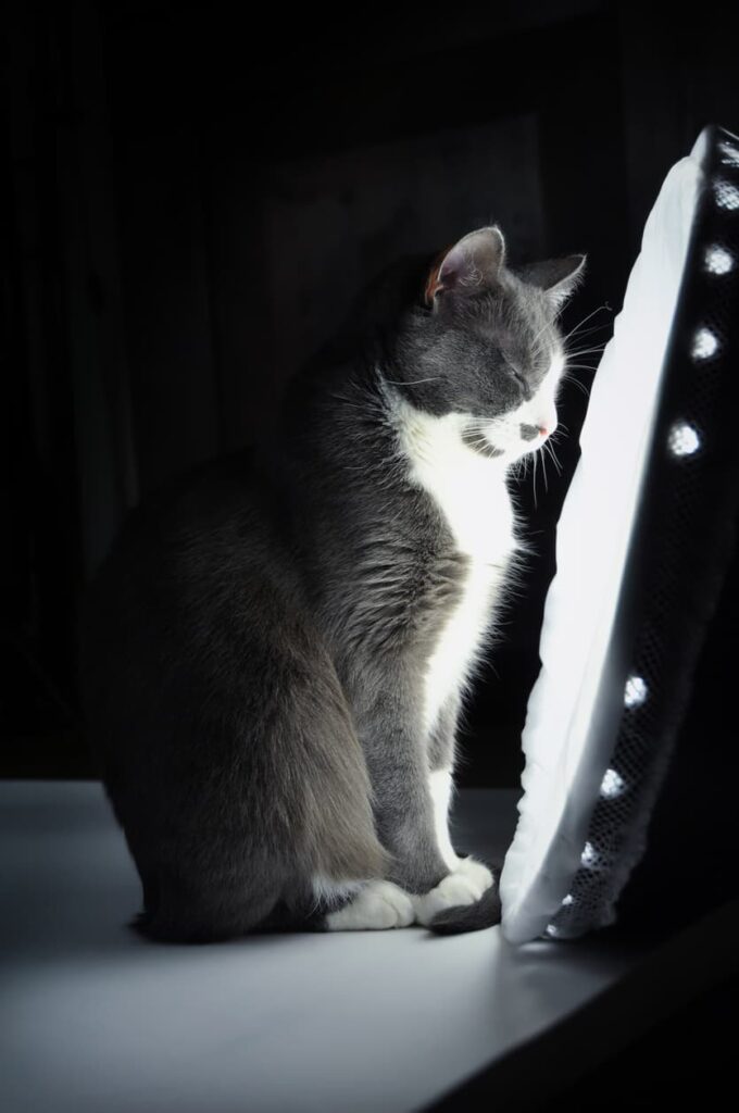 Kat der sidder foran en lampe.