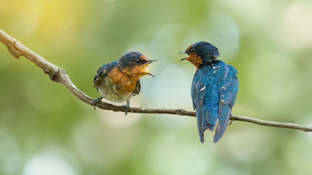 To fugle der taler sammen.