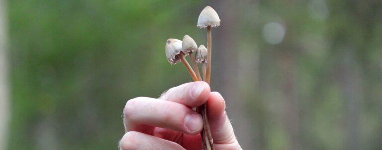 En hånd der holder fire små svampe.
